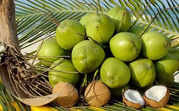 Coconut Farm